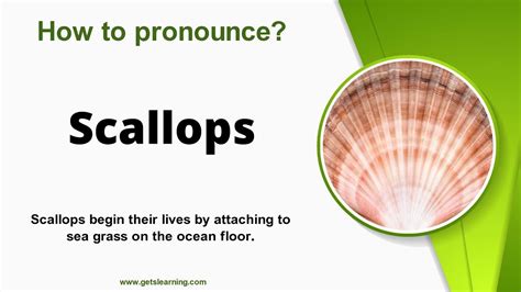 how to pronounce scallop.